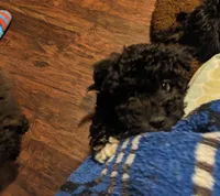 KK Bear, a male Maltipoo for sale in Anson, TX – Photo 5 of 5