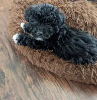 KK Bear, a male Maltipoo for sale in Anson, TX – Photo 3 of 5