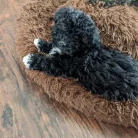 KK Bear, a male Maltipoo for sale in Anson, TX – Photo 2 of 5