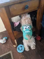 Sparky , a male Maltipoo for sale in Anson, TX – Photo 1 of 4