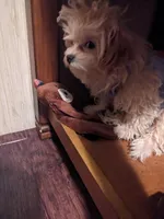 Sparky , a male Maltipoo for sale in Anson, TX – Photo 3 of 4