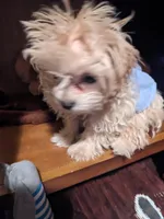 Sparky , a male Maltipoo for sale in Anson, TX – Photo 4 of 4