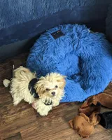 Sparky , a male Maltipoo for sale in Anson, TX – Photo 2 of 4