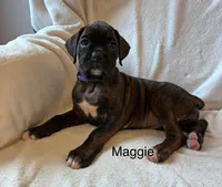 Maggie, a female Boxer for sale in Warsaw, IN – 3 of 5