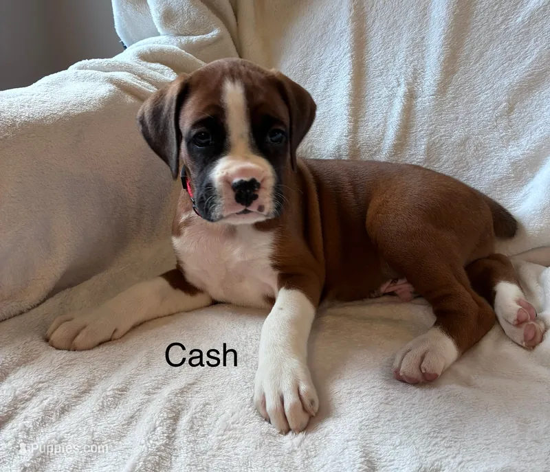 Cash  – Boxer puppy for sale in Warsaw, IN