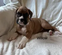 Willow, a female Boxer for sale in Warsaw, IN – 1 of 4