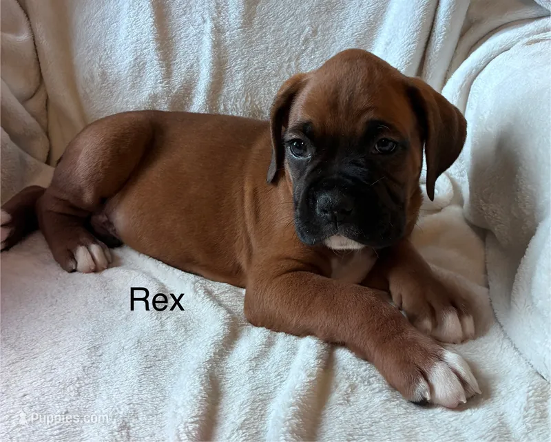 Rex – Boxer puppy for sale in Warsaw, IN