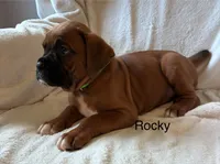 Rocky , a male Boxer for sale in Warsaw, IN – 2 of 6