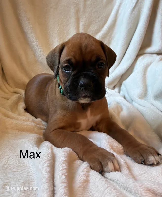 Max  – Boxer puppy for sale in Warsaw, IN