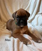 Max , a male Boxer for sale in Warsaw, IN – 1 of 2