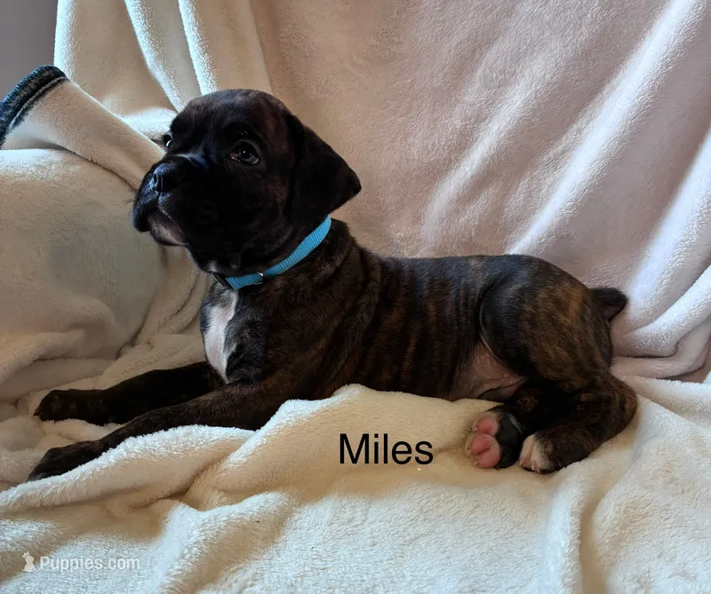 Miles  – Boxer puppy for sale in Warsaw, IN