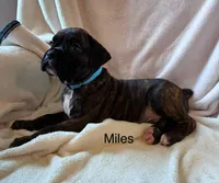 Miles , a male Boxer for sale in Warsaw, IN – 1 of 3