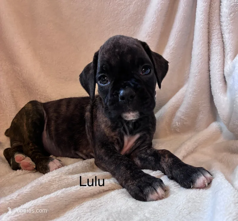 Lulu – Boxer puppy for sale in Warsaw, IN