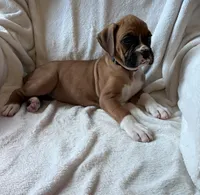 Willow, a female Boxer for sale in Warsaw, IN – 2 of 4