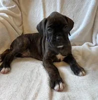 Maggie, a female Boxer for sale in Warsaw, IN – 2 of 5