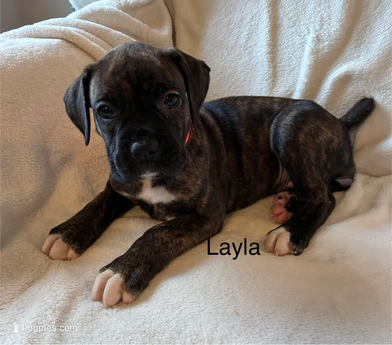 Layla – Boxer puppy for sale in Warsaw, IN