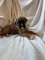 Roscoe , a male Boxer for sale in Warsaw, IN – 3 of 3