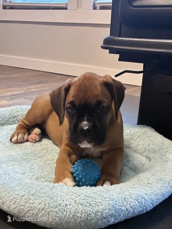 Roscoe  – Boxer puppy for sale in Warsaw, IN