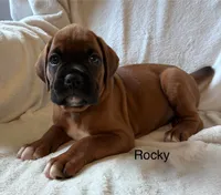 Rocky , a male Boxer for sale in Warsaw, IN – 4 of 6