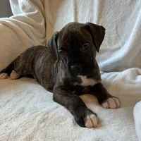 Layla, a female Boxer for sale in Warsaw, IN – 2 of 5