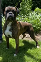 Willow, a female Boxer for sale in Warsaw, IN – 3 of 4