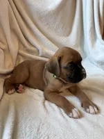 Roscoe , a male Boxer for sale in Warsaw, IN – 2 of 3