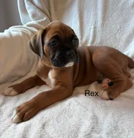 Rex, a male Boxer for sale in Warsaw, IN – 2 of 4