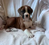Cash , a male Boxer for sale in Warsaw, IN – 3 of 5