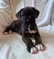 Layla, a female Boxer for sale in Warsaw, IN – 3 of 5
