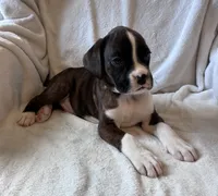 Otis , a male Boxer for sale in Warsaw, IN – 3 of 5