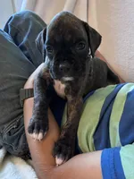 Lulu, a female Boxer for sale in Warsaw, IN – 2 of 2