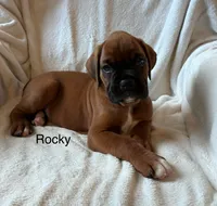 Rocky , a male Boxer for sale in Warsaw, IN – 3 of 6