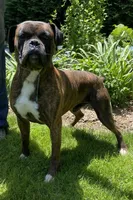 Maggie, a female Boxer for sale in Warsaw, IN – 5 of 5