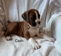 Cash , a male Boxer for sale in Warsaw, IN – 2 of 5