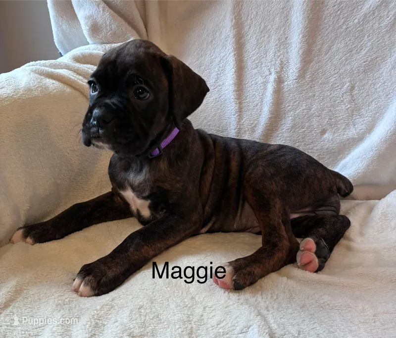 Maggie – Boxer puppy for sale in Warsaw, IN