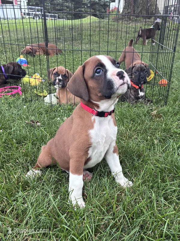 Cash  – Boxer puppy for sale in Warsaw, IN