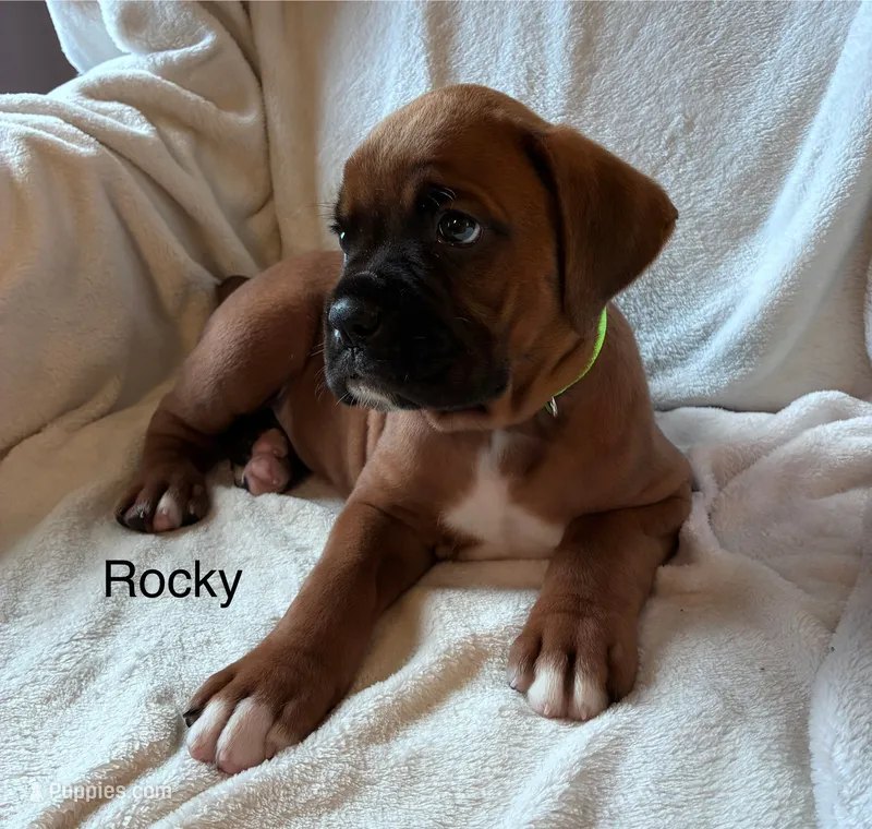 Rocky  – Boxer puppy for sale in Warsaw, IN