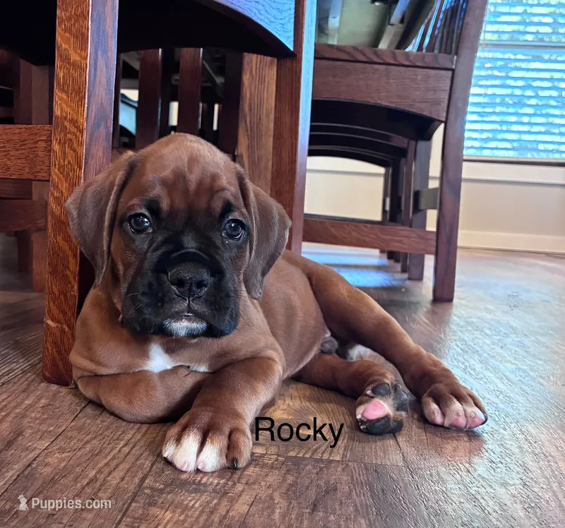 Rocky  – Boxer puppy for sale in Warsaw, IN