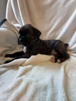 Miles , a male Boxer for sale in Warsaw, IN – 3 of 3