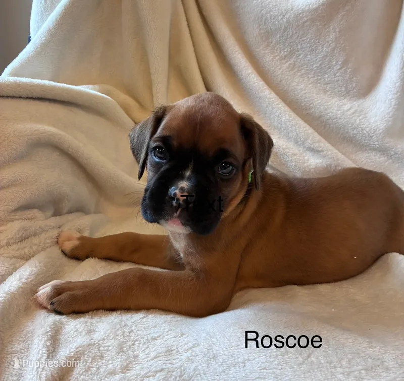 Roscoe  – Boxer puppy for sale in Warsaw, IN