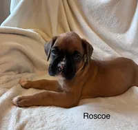Roscoe , a male Boxer for sale in Warsaw, IN – 1 of 3