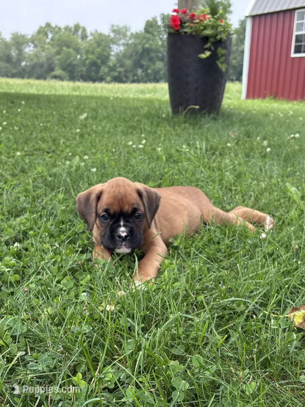 Roscoe  – Boxer puppy for sale in Warsaw, IN