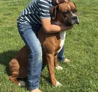 Rocky , a male Boxer for sale in Warsaw, IN – 5 of 6