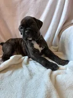 Miles , a male Boxer for sale in Warsaw, IN – 2 of 3