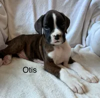 Otis , a male Boxer for sale in Warsaw, IN – 1 of 5