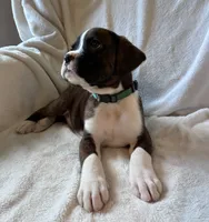 Otis , a male Boxer for sale in Warsaw, IN – 2 of 5
