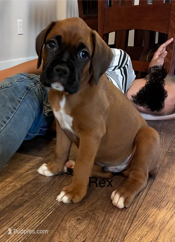 Rex – Boxer puppy for sale in Warsaw, IN