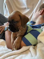 Max , a male Boxer for sale in Warsaw, IN – 2 of 2