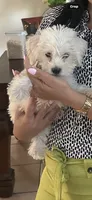 Lukas , a male Maltipoo for sale in Tomball, TX – 2 of 4