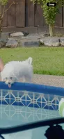 Lukas , a male Maltipoo for sale in Tomball, TX – 3 of 4